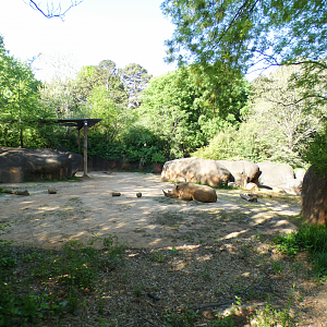 Apr. 2021 - African Savanna - Southern White Rhino Exhibit (0.25 Acres)