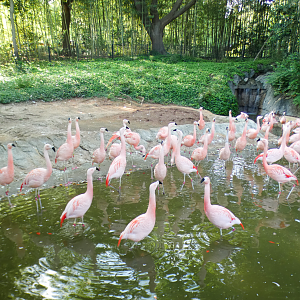 Apr. 2021 - Entrance - Chilean Flamingo Exhibit
