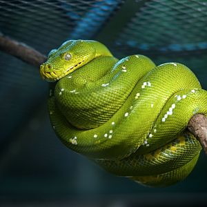 Green tree python
