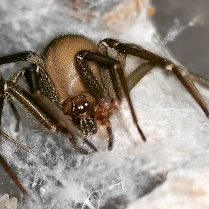 Chilean recluse spider (Loxosceles laeta)