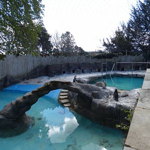 Humboldt's penguin enclosure
