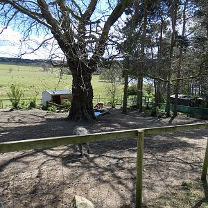 Darwin's rhea and alpaca enclosure