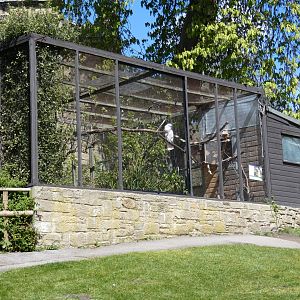 Moluccan cockatoo aviary