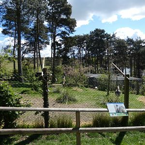 Greater rhea enclosure