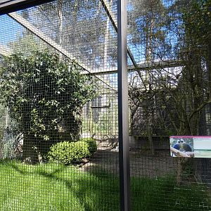 White-crested turaco aviary