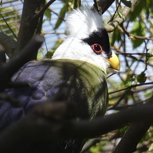 White-crested turaco