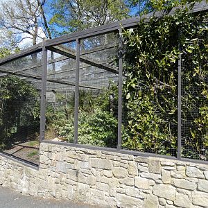 Red-legged serima aviary