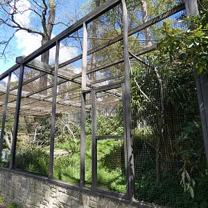 Palm cockatoo and Great argus pheasant aviary