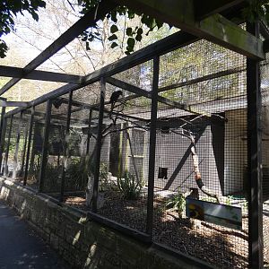 Brown lory aviaries