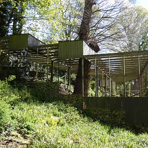Andean condor aviary side-view