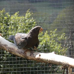Greater vasa parrot