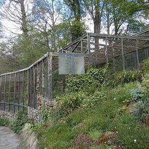 Andean condor aviary