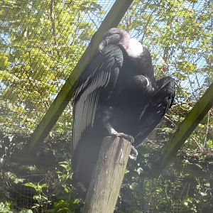 Andean condor