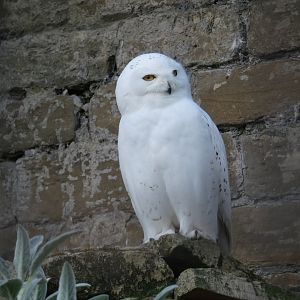 Snowy owl