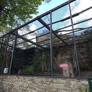 Striated caracara aviary