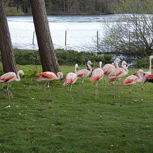 Chilean flamingo flock