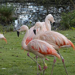 Chilean flamingo