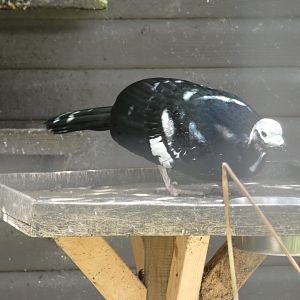 Blue-throated piping guan