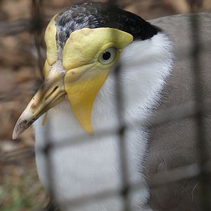 Masked lapwing
