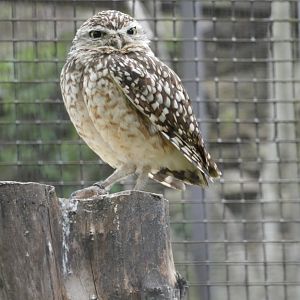 Burrowing owl