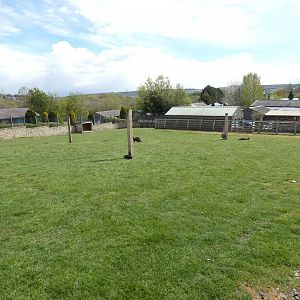 Bennett's wallaby enclosure
