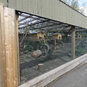 Ring-tailed coati enclosure