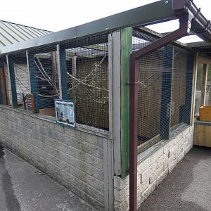Common marmoset enclosure