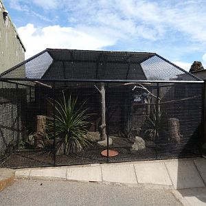African grey parrot aviary
