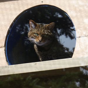 Scottish wildcat