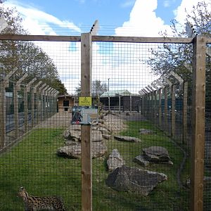 Serval enclosure