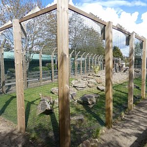 Serval enclosure (2)