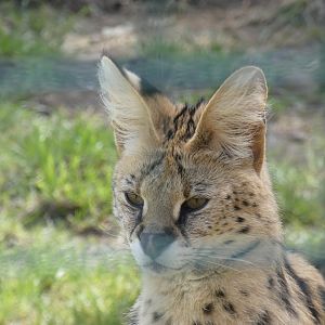 Serval