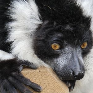 Black-and-white ruffed lemur