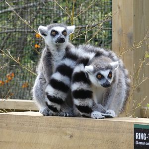 Ring-tailed lemurs
