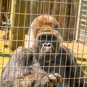 Charles the Silverback Western Lowland Gorilla