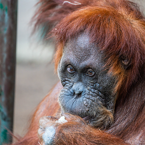 Puppy the female Sumatran Orangutan