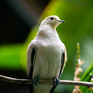 Pied Imperial Pigeon