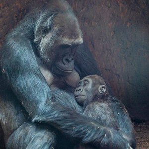 Ngozi and Charlie the Western Lowland Gorilla mom and daughter