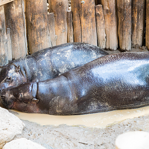 Kindia and Penelope the Pygmy Hippo mom and daughter