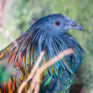 Nicobar Pigeon
