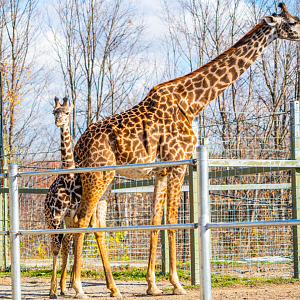 Mstari (right) and Amani (left) the Masai Giraffe mom and daughter