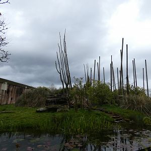 Buffy-headed capuchin enclosure