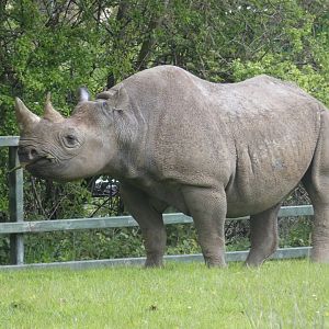 Eastern black rhino