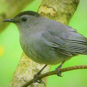 Gray Catbird