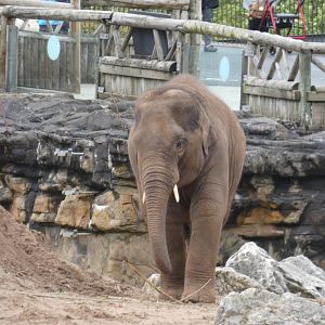 Young Asian elephant bull