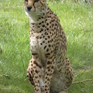 Sudan cheetah