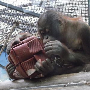 Bornean Orangutan - Zooparc de Beauval - 02/2015