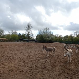 Bactrian camel and onager enclosure