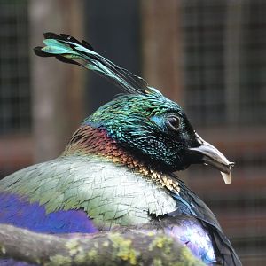 Himalayan monal