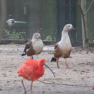 Orinoco goose and Scarlet ibis